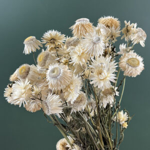 Helichrysum, Natural White, Dried (Strawflowers) 40cm ~ B-Grade Seconds