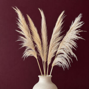 Pampas Grass Selloana, Natural Light Brown, Dried (Male Form) 110cm Plume 60cm