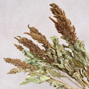 Amaranthus cruentas, Natural Rusty Brown Shades, Dried, 60-70cm