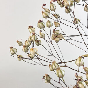 Soapwort, Natural Green to Light Brown, Dried (Saponaria) 60cm
