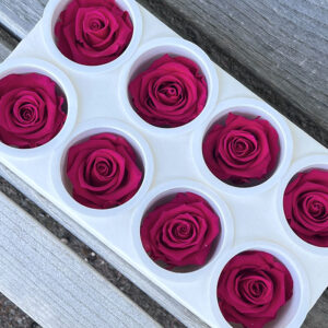 Roses, Magenta Pink, Preserved, x8 blooms, 5cm (Kiara®)
