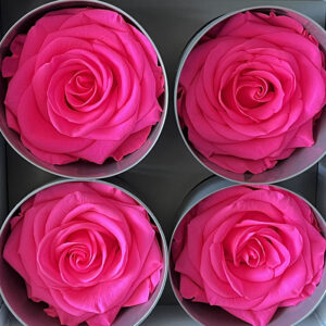 Roses, Bright Pink, Preserved, x4 blooms, 8cm (Verdissimo®)