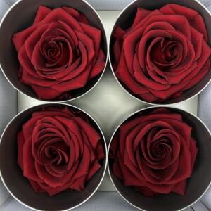 Roses, Burgundy Dark Red, Preserved, x4 blooms, 8cm (Verdissimo®)