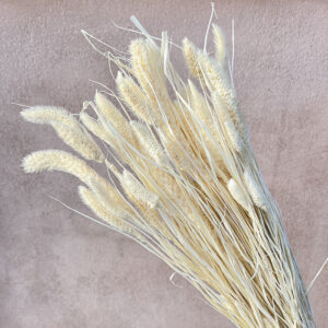 Setaria pendula, Bleached White, Dried (Foxtail Millet) 60-70cm