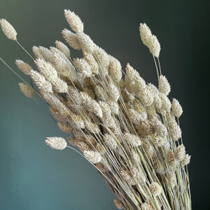 Phalaris, Natural Pale Green, Dried (Canary Grass) 50-70cm 200g