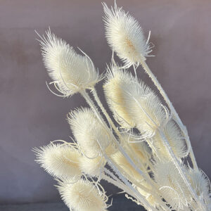 Teasels, Bleached White, Dried, 50-70cm