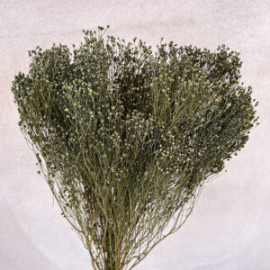 Broom Bloom, Olive Green, Dried, 60cm