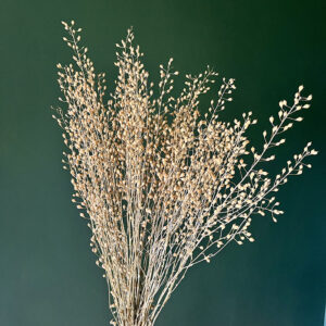 Lepidium attraxa, Natural Light Brown, Dried (Pennycress) 65cm