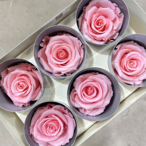 Roses, Pastel Pink, Preserved, x6 blooms, 5cm (Verdissimo®)