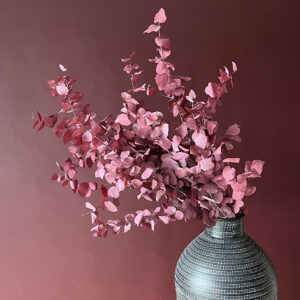 Eucalyptus Stuartiana, Dusky Pink, Preserved, up to 70cm