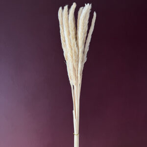 Mini Pampas, Beige, Dried (Tail Reed) 70cm