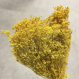 Broom Bloom, Yellow, Dried, 60cm