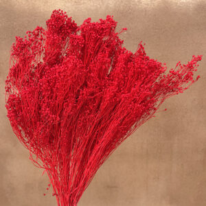Broom Bloom, Red, Dried, 50cm