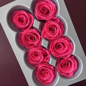 Roses, Cerise Pink, Preserved, x8 blooms, 4cm (Verdissimo®)