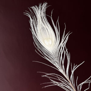 Peacock Feathers, White, 30cm