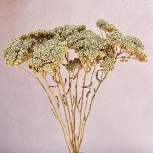 Achillea, Natural Light Brown, Dried (Yarrow) 60cm