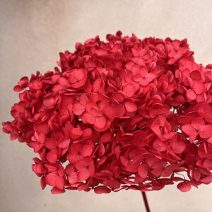 Hydrangea Annabelle, Red, Preserved, 50cm