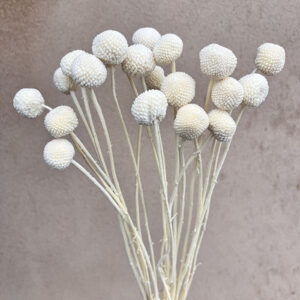 Craspedia, Bleached White, Dried (Billy Buttons) Small to Large, 55cm