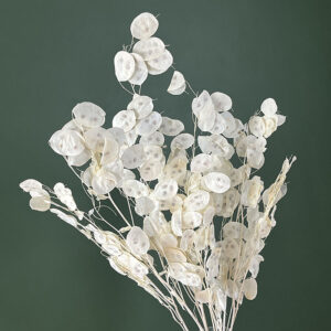 Honesty, Unpeeled, Bleached White (Lunaria) up to 80cm