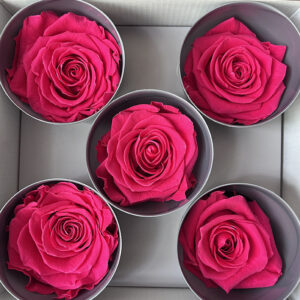 Roses, Cerise Pink, Preserved, x5 blooms, 7cm (Verdissimo®)