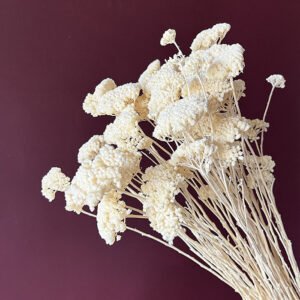 Achillea silvestre, Bleached Creamy White, Dried, 50cm