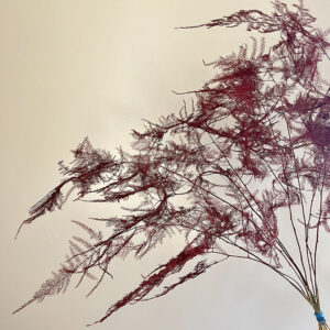 Cascading Lace Ferns, Burgundy Red, Dried (Asparagus setaceus) 45cm