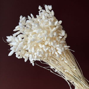 Briza Maxima, Bleached White, Dried (Greater Quaking Grass) 50cm