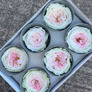 Garden Roses, Pale Pink, Preserved, x6 blooms, 5cm (Verdissimo®)