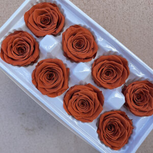 Roses, Terracotta Orange, Preserved, x8 blooms, 5cm (Every Love®)
