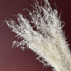 Munni Grass, White, Dried, 70cm