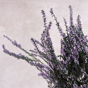 Heather, Natural, Amethyst Blush, Dried (Erica) 50cm