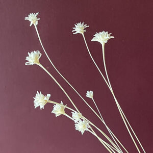 Hill Flower, Bleached White, Dried, 100g 45-60cm