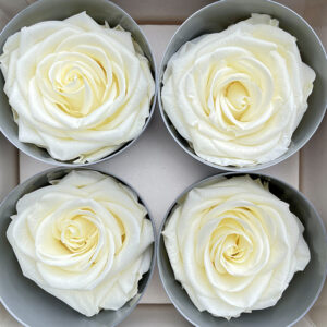 Roses, Vanilla Cream, Preserved, x4 blooms, 8cm (Verdissimo®)