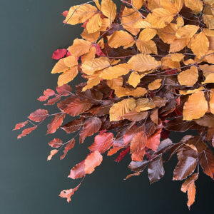 Beech, Autumn Mixed Bunch, Preserved (Fagus Sylvatica) up to 70cm