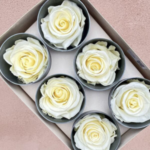 Roses, Vanilla Cream, Preserved, x6 blooms, 5cm (Verdissimo®)