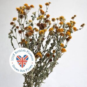 Fleabane Daisy, Natural Yellow, Dried, 60cm