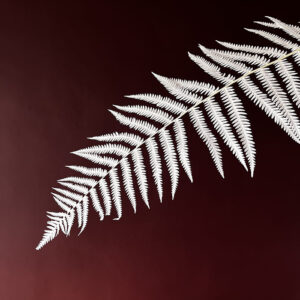 Sword Ferns, Bleached White, Preserved, 55-60cm W/30-35cm