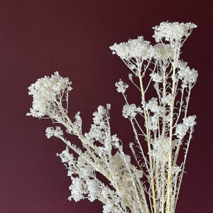 Rice Flower, Bleached White, Preserved (Ozothamnus) 70cm