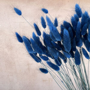 Lagurus Grass, Deep Blue, Dried (Bunny Tails) 50-70cm 100g