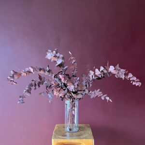 Eucalyptus Stuartiana, Burgundy, Preserved, up to 70cm