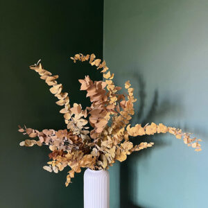 Eucalyptus Stuartiana, Warm Yellow Shades, Preserved,70cm
