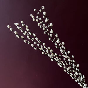 Pussy Willow, Dried, Natural Brown Stems, 70cm