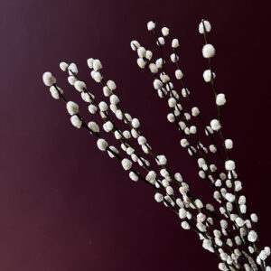 Pussy Willow, Dried Natural Brown Stems, 60cm