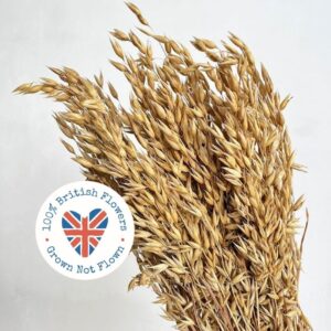 Oats Dried Bunch, Natural Golden Brown (Avena) 65cm ~ BRITISH GROWN