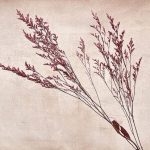 Limonium Caspia, Soft Red, Preserved, 70cm