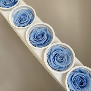 Roses, Baby Blue, Preserved, x6 blooms, 6cm (Kiara®)