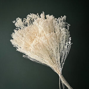 Broom Bloom, Bleached Creamy White, Dried, 50cm