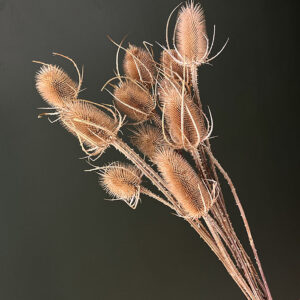 Teasels, Natural Light Brown, Dried (Thistles) 60-70cm