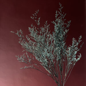 Limonium Caspia, Deep Aqua Blue, Preserved, 70cm
