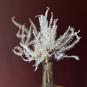 Coral Ferns, Bleached White, Preserved, 50cm (Small)
